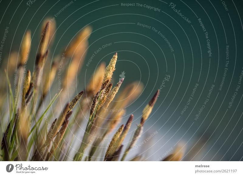 Blühende Gräser am Seeufer II Umwelt Natur Wasser Sonnenlicht Sommer Schönes Wetter Pflanze Gras Sträucher Blüte Wildpflanze Gräserblüte Halm Erholung dick