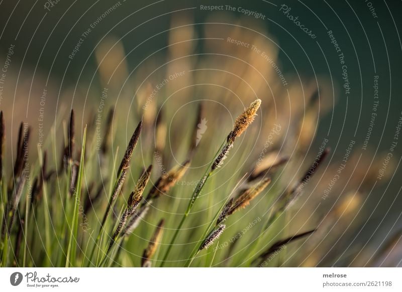 Blühende Gräser am Seeufer Umwelt Natur Erde Sonnenlicht Sommer Schönes Wetter Pflanze Gras Sträucher Blüte Wildpflanze Gräserblüte Lebewesen Grasbüschel