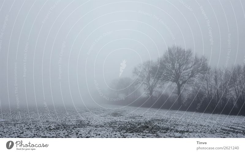 Winterliche Nebellandschaft mit Bäumen am Feldrand Natur Landschaft Schnee Baum Wiese grau ruhig stagnierend Frost ländlich winterlich geisterhaft nebelig