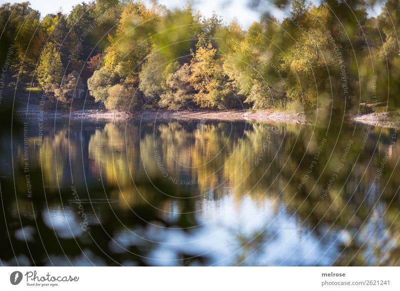 herbstliche Bäume mit Spiegelung am See Natur Landschaft Wasser Himmel Wolken Sonnenlicht Herbst Schönes Wetter Pflanze Baum Sträucher Grünpflanze Wildpflanze