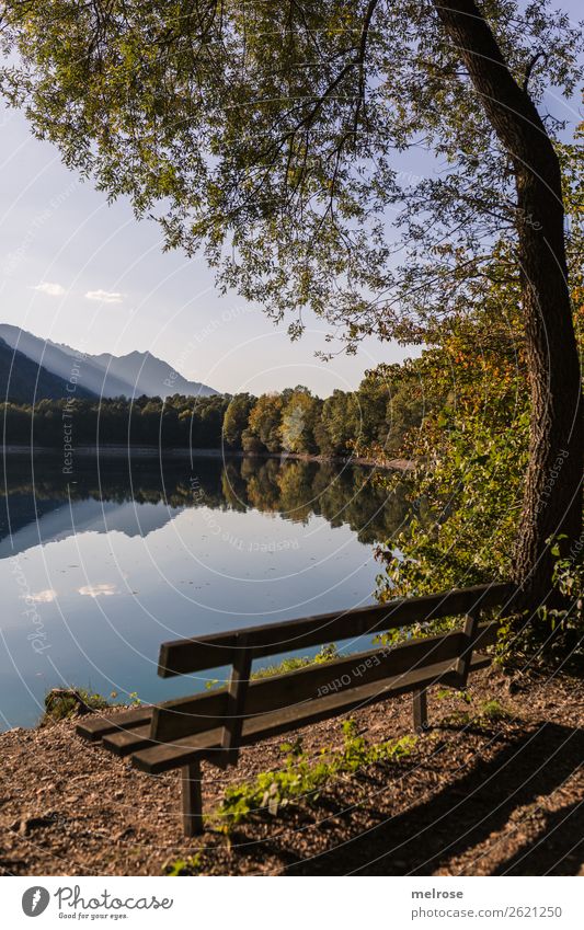 Parkbank mit Bäumen am Seeufer Natur Landschaft Erde Wasser Himmel Wolken Sonnenlicht Herbst Schönes Wetter Pflanze Baum Gras Sträucher Blatt Grünpflanze