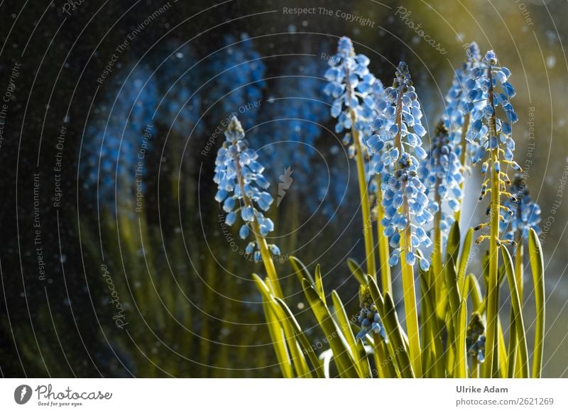 Blaue Traubenhyazinthen (Mascari) Design Wellness harmonisch Erholung ruhig Kur Spa Dekoration & Verzierung Tapete Feste & Feiern Valentinstag Muttertag Ostern