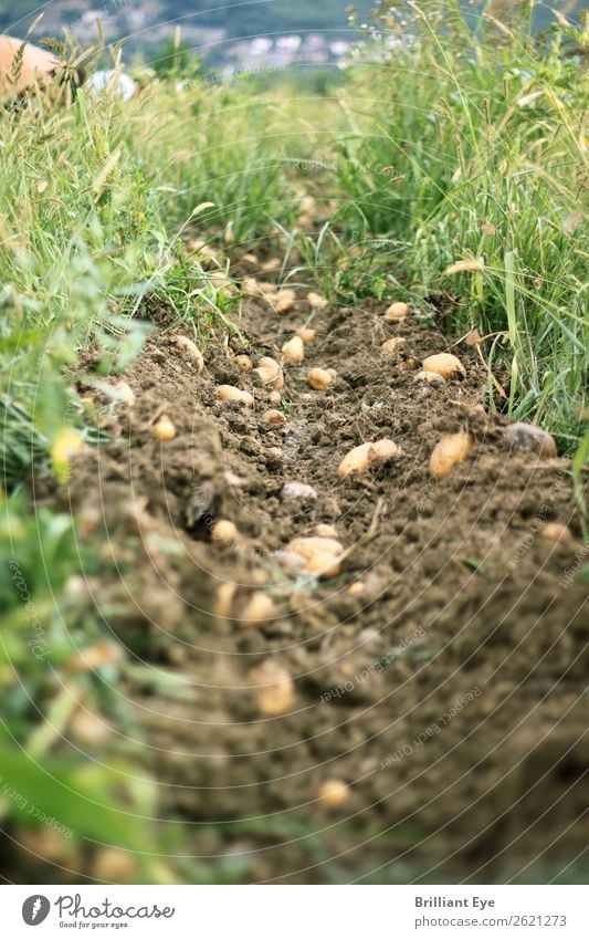 Kartoffelernte Kartoffeln Ernährung Feld Landwirtschaft Forstwirtschaft Umwelt Natur Pflanze Arbeit & Erwerbstätigkeit Graben Ernte Erde Gartenarbeit reif