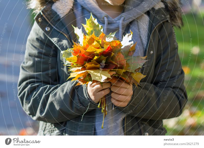 Buntes Herbstlaub Mensch feminin Junge Frau Jugendliche Erwachsene Körper 1 18-30 Jahre bescheiden Klima nachhaltig Umwelt Umweltschutz herbstlich Hand Blatt