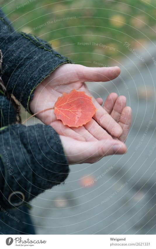 Herbststimmung II Trauerfeier Beerdigung 1 Mensch träumen Traurigkeit trist Gelassenheit geduldig ruhig Sorge Tod Müdigkeit Sehnsucht Heimweh Enttäuschung