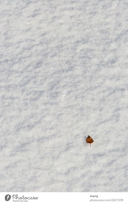 Herbsliches Überbleibsel harmonisch Natur Herbst Winter Schnee Blatt Birkenblätter liegen außergewöhnlich authentisch einfach natürlich braun weiß Einsamkeit