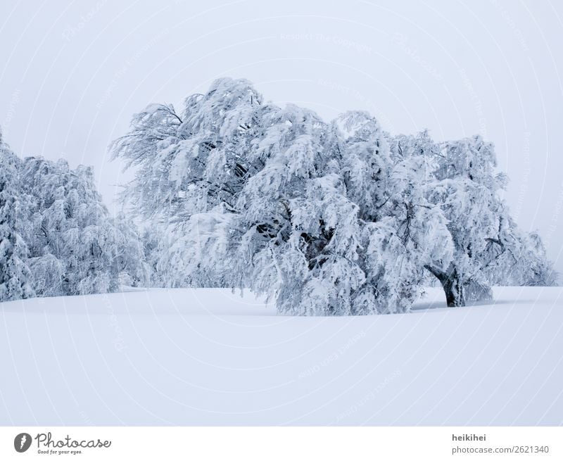 Schnee-Baum Ferien & Urlaub & Reisen Tourismus Ausflug Abenteuer Ferne Freiheit Winter Winterurlaub Berge u. Gebirge wandern Natur Landschaft Himmel Wiese Feld