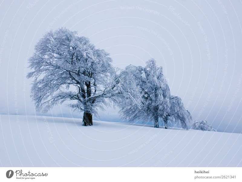 Wintertrees Freizeit & Hobby Ferien & Urlaub & Reisen Tourismus Ausflug Abenteuer Ferne Freiheit Schnee Winterurlaub Berge u. Gebirge wandern Natur Landschaft