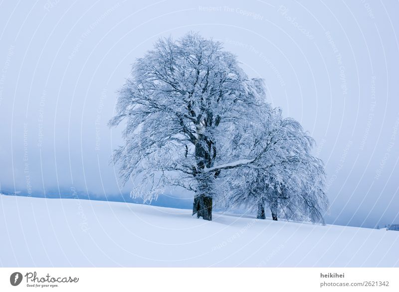 Winterstimmung im Schwarzwald Baum Winterurlaub Schnee Frost Eis Natur Außenaufnahme Menschenleer kalt Farbfoto Landschaft Tag Umwelt weiß Wald Pflanze Klima