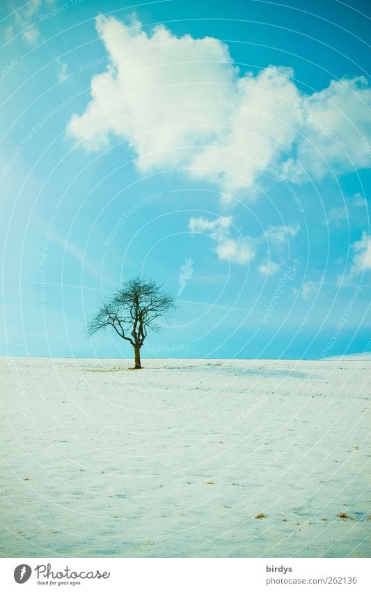 Stille Natur Landschaft Himmel Wolken Winter Schönes Wetter Schnee Baum Wiese ästhetisch authentisch natürlich positiv blau ruhig Reinheit Einsamkeit Frieden