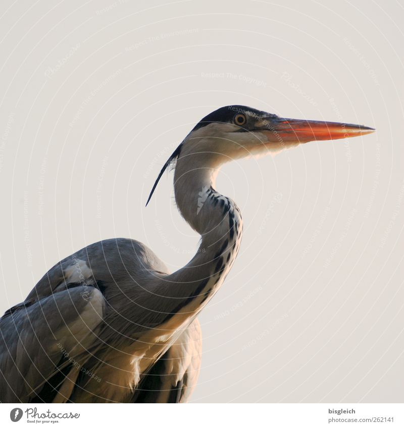 aufmerksam Zoo Vogel Reiher Schnabel Feder 1 Tier Blick grau Wachsamkeit Farbfoto Außenaufnahme Menschenleer Hintergrund neutral Tag Tierporträt