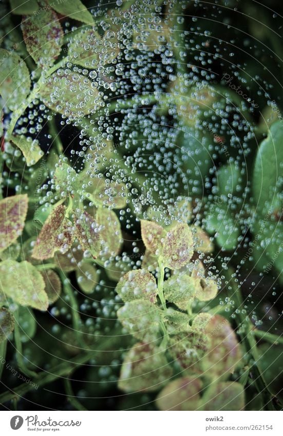 Tausend Tautropfen Umwelt Natur Landschaft Pflanze Wassertropfen Sommer Klima Wetter Schönes Wetter Sträucher Blatt außergewöhnlich frisch glänzend hell nah