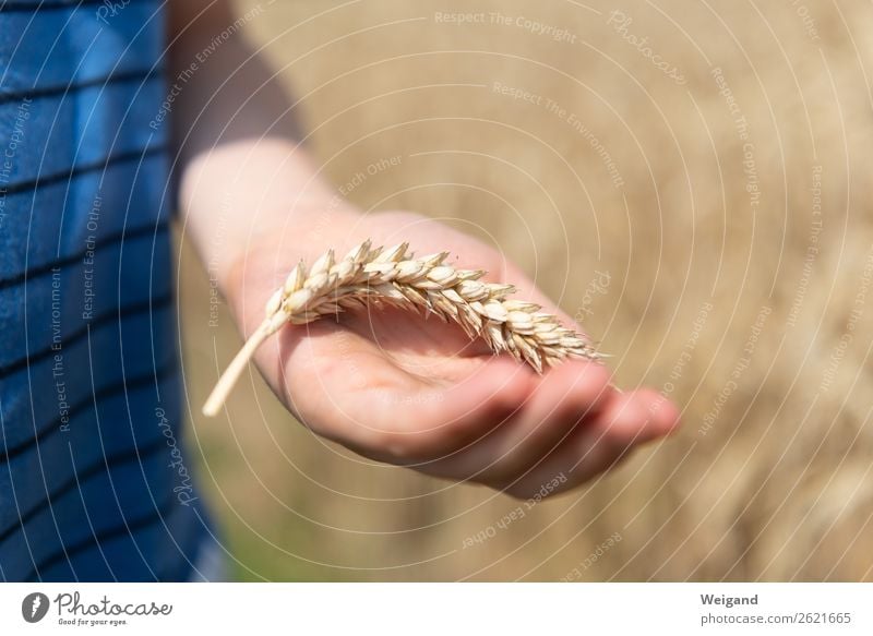 Weizensammler Erntedankfest Kindergarten Mädchen Junge 1 Mensch Urelemente Erde Sommer Herbst entdecken reif Korn Getreide Ähren Farbfoto Außenaufnahme