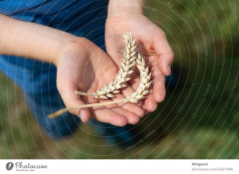 Ährenkind Lebensmittel Getreide Erntedankfest Kindergarten Landwirtschaft Forstwirtschaft Mädchen Junge 1 Mensch 3-8 Jahre Kindheit Duft Bauernhof Weizen Korn