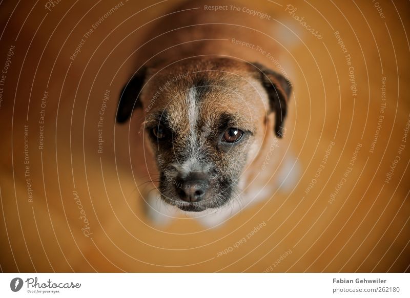 Look, I've got a treat for you! Haustier Hund 1 Tier Tierliebe Treue betteln Farbfoto Innenaufnahme Schwache Tiefenschärfe Blick