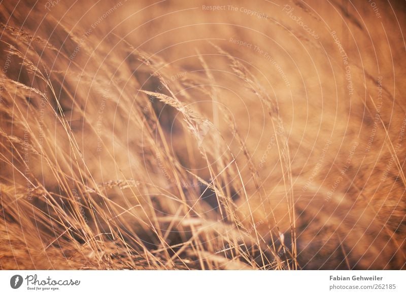 Steppe Natur Wildpflanze Park ästhetisch Bewegung Idylle Farbfoto Außenaufnahme Menschenleer Tag Schwache Tiefenschärfe