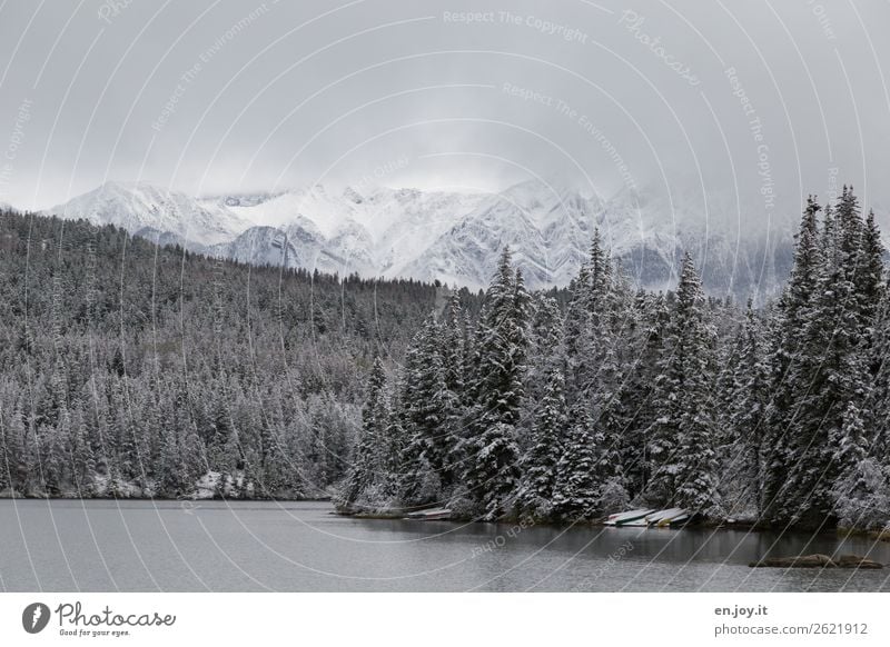 es lichtet sich Ferien & Urlaub & Reisen Ausflug Winter Schnee Winterurlaub Berge u. Gebirge Natur Landschaft schlechtes Wetter Nebel Wald Schneebedeckte Gipfel