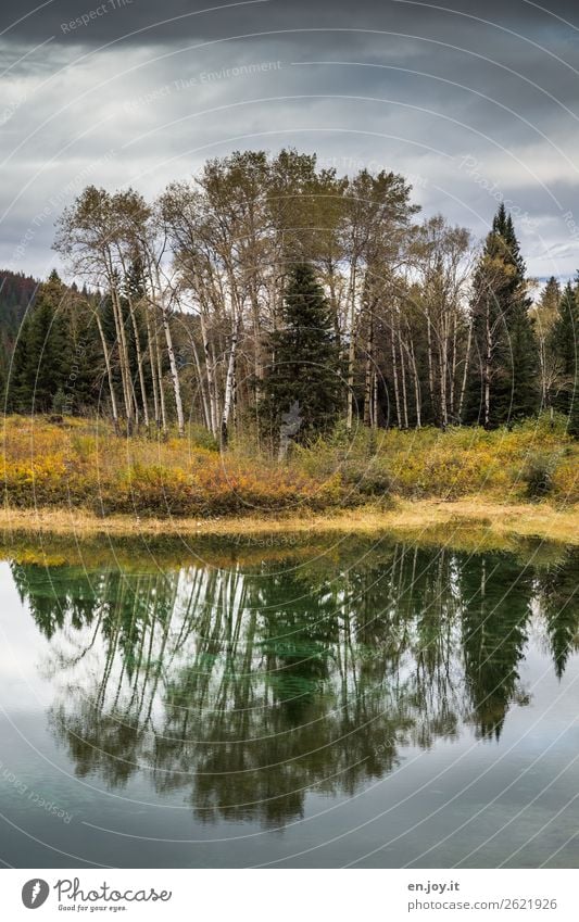 Wäldchen Ferien & Urlaub & Reisen Ausflug Natur Landschaft Pflanze Wolken Herbst Baum Sträucher Wald Seeufer Erholung Idylle Wachstum Kanada Nordamerika