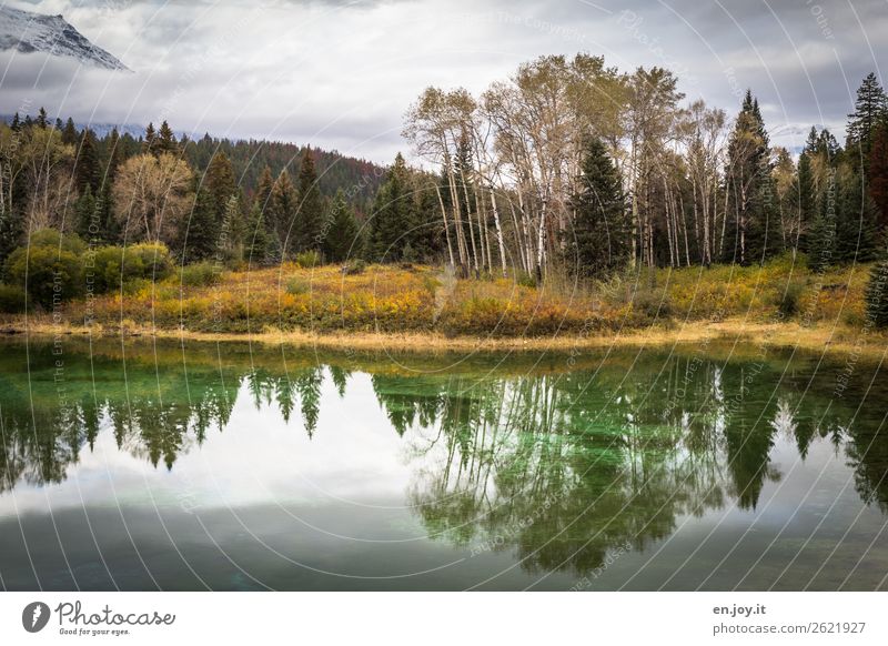 Idylle pur Ferien & Urlaub & Reisen Ausflug Natur Landschaft Pflanze Himmel Wolken Herbst Sträucher Birke Espe Wald Seeufer ruhig Kanada Nordamerika