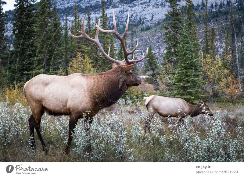 Aufpasser Ferien & Urlaub & Reisen Ausflug Umwelt Natur Landschaft Wildtier Hirsche Reh Rothirsch Wapiti-Hirsche Horn 2 Tier Tierpaar beobachten bedrohlich