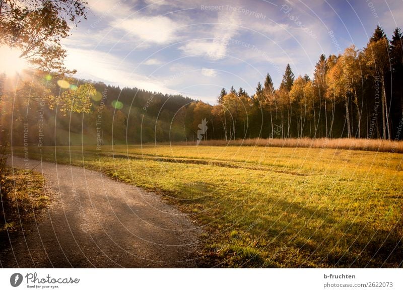 Herbsttage harmonisch Wohlgefühl Erholung Ausflug Freiheit Sonne wandern Himmel Schönes Wetter Blatt Wald Menschenleer beobachten entdecken gehen genießen