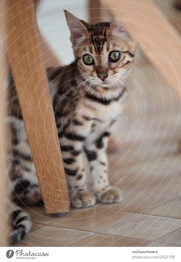 Bengalkatze elegant Wohnung Tier Katze bengalkatze 1 Tierjunges beobachten Blick sitzen schön natürlich Neugier niedlich Stimmung Freude Zufriedenheit Sympathie