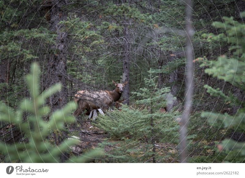 bin versteckt Ferien & Urlaub & Reisen Ausflug Safari Expedition Umwelt Natur Landschaft Wald Tier Wildtier Reh Rothirsch 1 beobachten grün Vertrauen Sicherheit