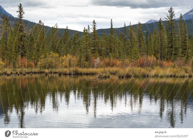 weiter links Ferien & Urlaub & Reisen Ausflug Umwelt Natur Landschaft Pflanze Wolken Herbst Gras Sträucher Wald Berge u. Gebirge Seeufer vermilion lakes wild