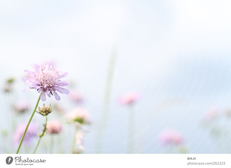 Frühlingsbote... Sinnesorgane Erholung ruhig Meditation Valentinstag Muttertag Hochzeit Geburtstag Taufe Pflanze Himmel Sommer Blume Blüte Wiese hell rosa