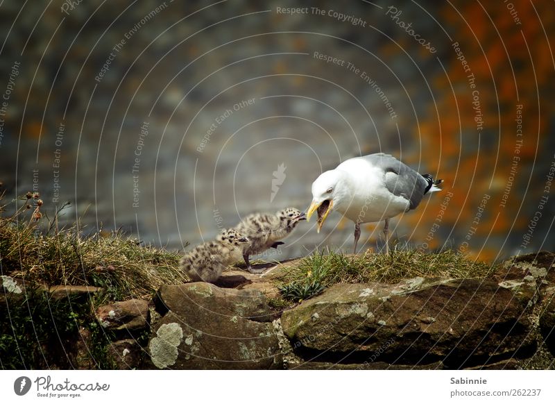 Fütterung der Wilden Natur Tier Wildtier Vogel Möwe Küken Schnabel füttern klein Tiergruppe Tierjunges Tierfamilie niedlich wild braun grau weiß Farbfoto