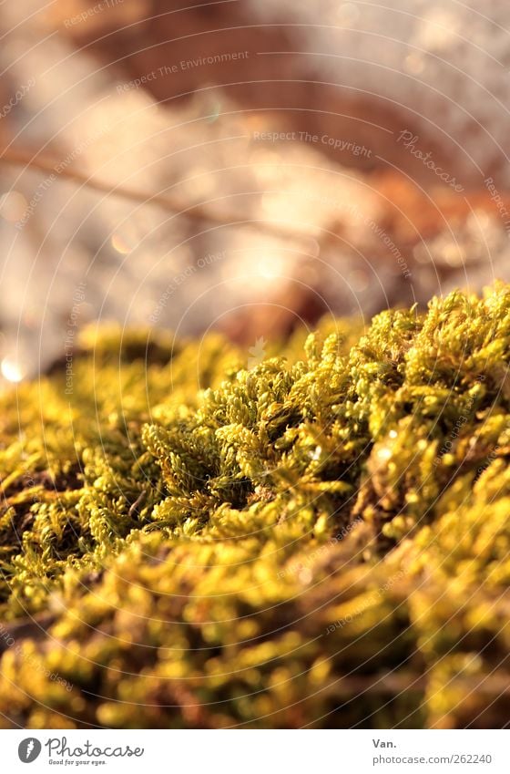 ohne Moos nix los Natur Pflanze Schönes Wetter Grünpflanze frisch schön gelb gold grün Farbfoto mehrfarbig Außenaufnahme Nahaufnahme Detailaufnahme Menschenleer