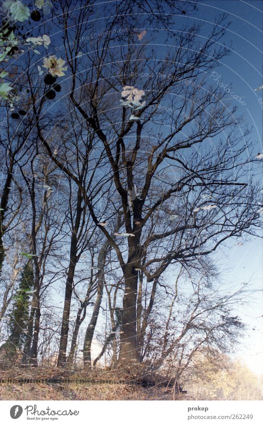 Baum mit Blüten Umwelt Natur Landschaft Pflanze Himmel Wolkenloser Himmel Herbst Schönes Wetter Blatt Park Seeufer Teich Kraft Warmherzigkeit Vorsicht geduldig