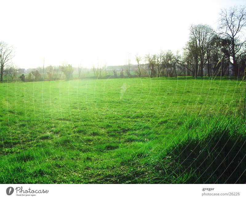 das feld ist grün Baum blenden Feld Sonne Kontrast