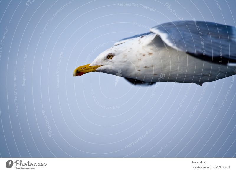 Möwe Himmel Tier Wildtier Vogel Tiergesicht Flügel 1 fliegen füttern ästhetisch dünn blau weiß Willensstärke Entschlossenheit Freiheit Umwelt Ferne Schnabel