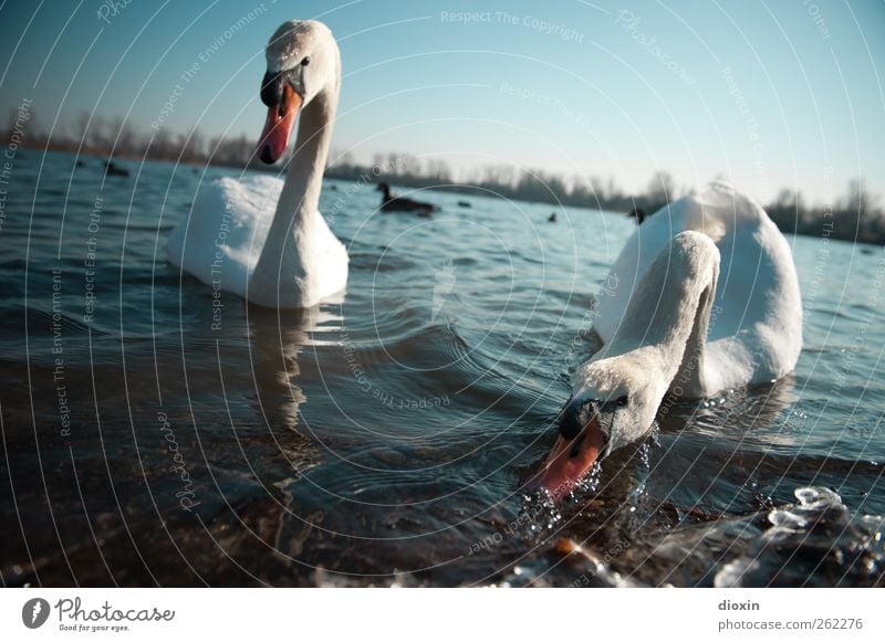 Fütterung der Raubtiere Umwelt Natur Wasser Himmel Wolkenloser Himmel Schönes Wetter Seeufer Tier Wildtier Vogel Schwan 2 Tierpaar Fressen Schwimmen & Baden