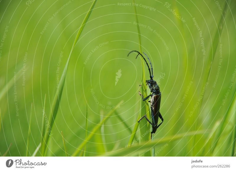 no risk no fun Natur Pflanze Gras Tier Wildtier 1 verrückt grün festhalten springen Fühler Käfer Insekt schillernd Bockkäfer Klettern Halm Frühling grasgrün