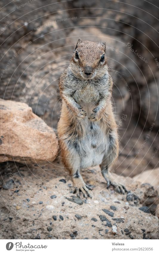 Atlashörnchen II Streifenhörnchen Berberhörnchen Borstenhörnchen Atlantoxerus Fuerteventura Tier Wildtier Tiergesicht Fell Krallen Pfote Eichhörnchen niedlich