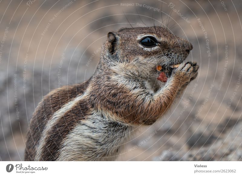 Atlashörnchen III Streifenhörnchen Berberhörnchen Borstenhörnchen Atlantoxerus Fuerteventura Tier Wildtier Tiergesicht Fell Krallen Pfote Eichhörnchen niedlich