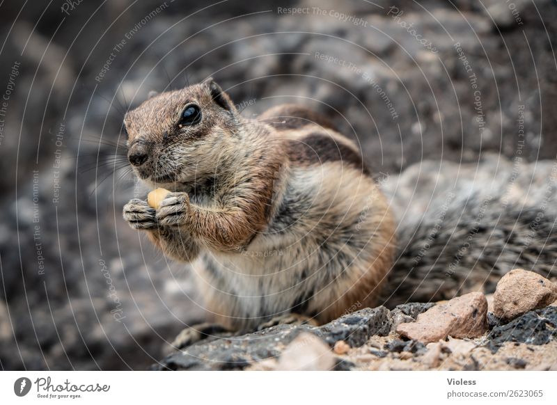 Atlashörnchen III Streifenhörnchen Berberhörnchen Borstenhörnchen Atlantoxerus Fuerteventura Tier Wildtier Tiergesicht Fell Krallen Pfote Eichhörnchen niedlich