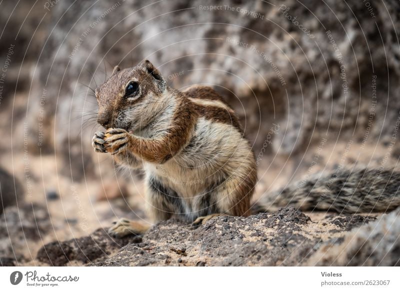 Atlashörnchen Streifenhörnchen Berberhörnchen Borstenhörnchen Atlantoxerus Fuerteventura Tier Wildtier Tiergesicht Fell Krallen Pfote Eichhörnchen niedlich