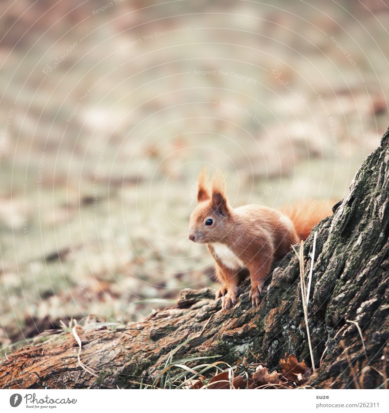 Neugierchen Umwelt Natur Landschaft Pflanze Tier Herbst Baum Gras Wiese Fell Wildtier 1 beobachten authentisch klein niedlich braun grau rot Vertrauen Tierliebe