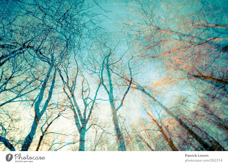 Into the trees Umwelt Natur Landschaft Pflanze Urelemente Luft Erde Himmel Wetter Baum Grünpflanze Wald Stimmung ästhetisch bizarr entdecken Freiheit komplex