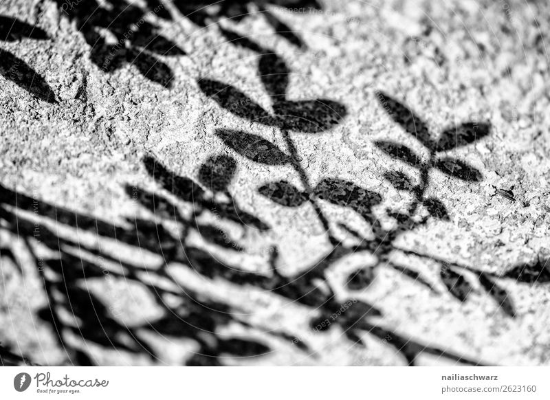 Schatten Ferien & Urlaub & Reisen Sommer Umwelt Natur Pflanze Sonne Blatt Ornament Linie einfach nah natürlich schön schwarz weiß Reinheit einzigartig rein