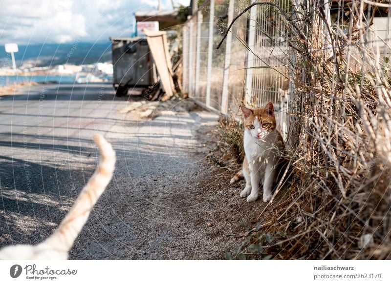 Straßenkatze Ferien & Urlaub & Reisen Tourismus Ausflug Sommer Sommerurlaub Natur Landschaft Tier Küste Seeufer Insel Griechenland Kreta Dorf Mauer Wand