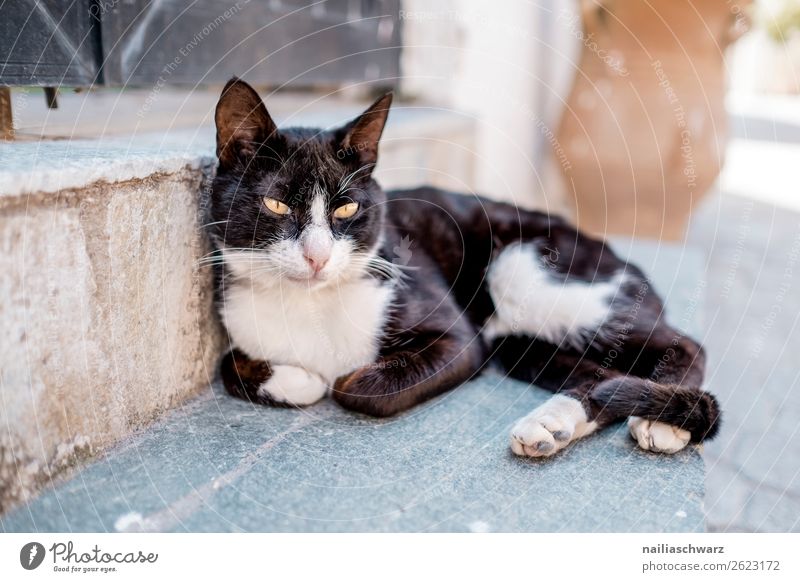 Streuner auf Kreta Sommer Tier Griechenland Dorf Menschenleer Mauer Wand Fassade Tür Katze 1 Stein beobachten Erholung Blick Freundlichkeit natürlich Neugier