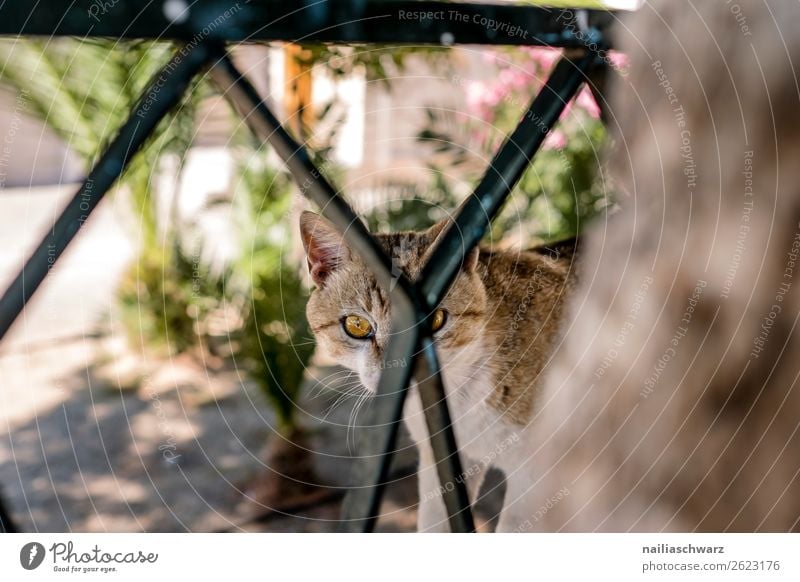 Straßenkatze Ferien & Urlaub & Reisen Ausflug Sommer Natur Schönes Wetter Pflanze Baum Garten Insel Tier Haustier Katze Tiergesicht 1 Zaun Metall beobachten