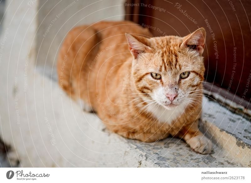 Katze Sommer Dorf Kleinstadt Stadtrand Haus Mauer Wand Tier Haustier 1 beobachten entdecken Erholung alt kuschlig listig Neugier niedlich schön weich orange rot