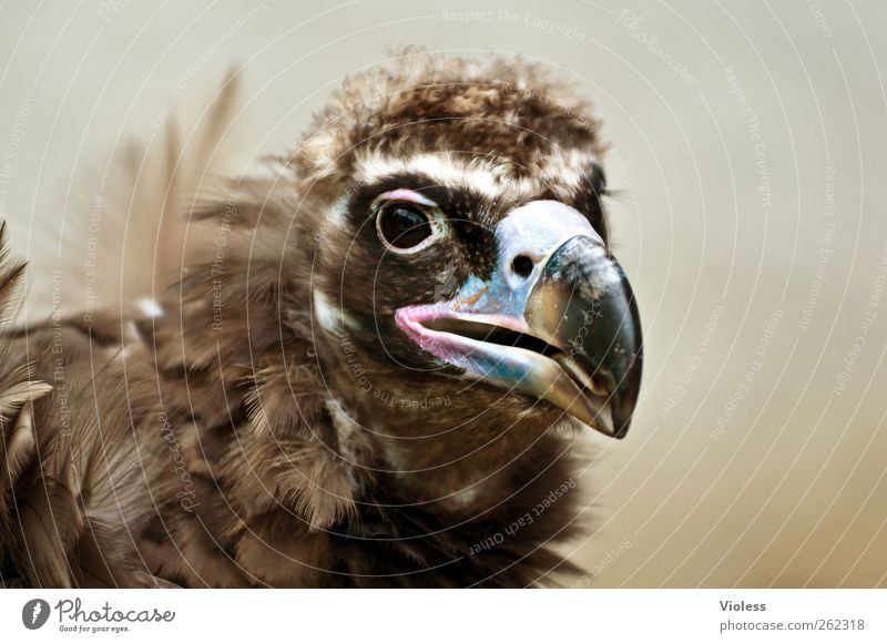 Greece....? Tier Vogel Tiergesicht Zoo 1 ästhetisch natürlich braun Kraft Aasfresser Mönchsgeier Schnabel Kopf Farbfoto