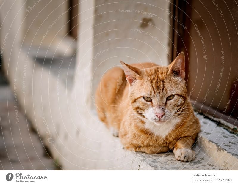 Katze Sommer Griechenland Kreta Mauer Wand Fassade Tier Haustier Tiergesicht 1 beobachten Erholung liegen frech listig Neugier niedlich weich orange rot achtsam