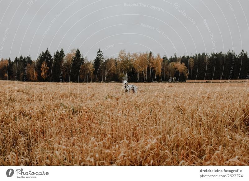 Hund Dalmatiner steht in Kornfeld Zentralperspektive Tag Farbfoto Treue Naturliebe Landwirtschaft Getreidefeld Idylle Erwartung Zufriedenheit Lebensfreude